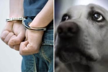 ¿CÓMO ES LA COSA? Condenan a hombre que abusó sexualmente de su perrita en Costa Rica: «Era mi novia»