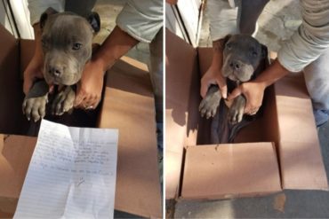 ¡CONMOVEDOR! Niño de 12 años dio su mascota en adopción para que su papá no la maltratara más (+Foto) (+Reacciones)