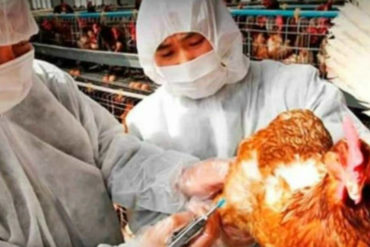 ¡LO QUE FALTABA! China reporta brote de gripa aviar en zona cercana al foco de contagio del coronavirus