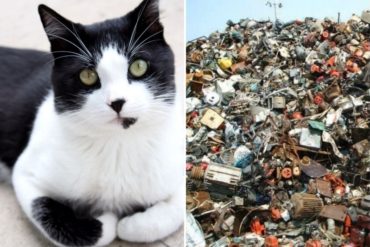 ¡IMPERCEPTIBLE! ¿Puedes encontrar al gato en medio de esta montaña de basura?: el nuevo reto viral que se apodera de las redes