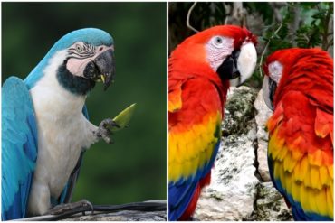 ¡IMPORTANTE SABER! Esta periodista se suma a la polémica de Richard Linares y explica por qué no es legal tener guacamayas como mascotas