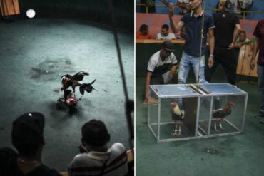 ¡LE MOSTRAMOS! Apuestas en dólares y cero política: Peleas de gallos en Venezuela se adaptan a la crisis (+Fotos)