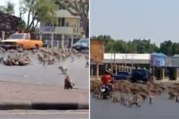 ¡FIN DE MUNDO! Monos hambrientos pelean en calles de Tailandia: Los turistas que los alimentaban se mantienen alejados por el coronavirus (+Video)