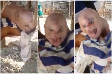 ¡IMPACTANTE! Cerdo con ojos similares a los de un humano nació en Venezuela (+Video)