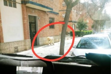 ¡AUNQUE USTED NO LO CREA! Un hombre se disfraza de perro en España para saltarse el confinamiento (+Video)