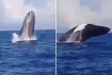 ¡IMPRESIONANTE! Avistan a dos ballenas jorobadas en el parque nacional Mochima (+Video)