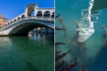 ¡SORPRENDENTE! Las imágenes que dan la vuelta al mundo de las aguas cristalinas de los canales de Venecia (+Videos +Fotos)