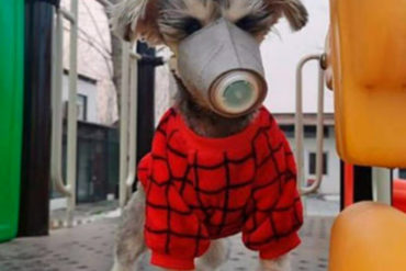 ¡FIN DE MUNDO! Gobierno de Hong Kong confirmó que el perro puesto en cuarentena dio positivo para coronavirus: Hay otros dos en observación