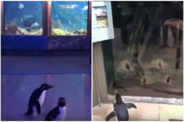 ¡ADORABLES! Pingüinos se pasean por un acuario cerrado por el coronavirus y visitan a otras especies (+Videos muy tiernos)