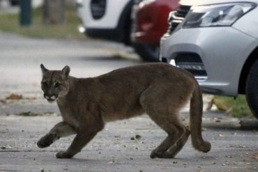 ¡QUÉ MIEDO! Puma deambula por las calles desiertas de Chile en medio de toque de queda por coronavirus y causa pánico (+Fotos)