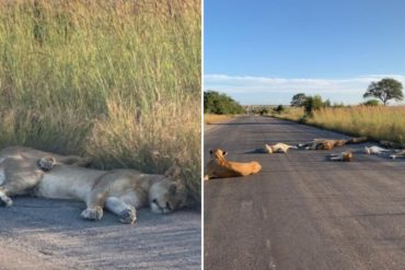 ¡QUÉ LOCURA! Varios leones aprovecharon la soledad de la cuarentena para tomar una siesta al borde de una carretera en Suráfrica (+Fotos)