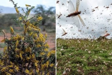 ¡LO QUE FALTABA! Una plaga de langostas de “proporciones bíblicas” azota África y está fuera de control (+Fotos)