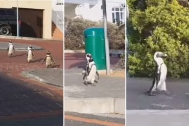 ¿QUÉ TAL? Un grupo de pingüinos caminó por las calles vacías de Sudáfrica en medio de la cuarentena (+Video)