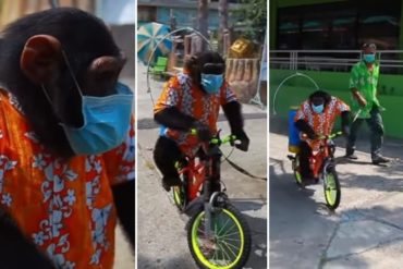 ¡VEA! Captan a un chimpancé encadenado montado en bicicleta para desinfectar las instalaciones de un zoológico (+Video)