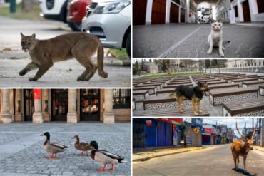 ¡NO SE LO PIERDA! Animales toman las calles de un mundo vacío por la cuarentena (+Fotos)