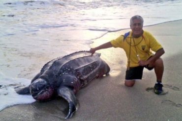 ¡UNA BELLEZA! Como todos los años comienzan a llegar a las playas de Carúpano las tortugas cardón gigantes (+Fotos)