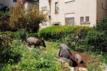 ¡SE LO MOSTRAMOS! Jabalíes invaden la ciudad israelí de Haifa en medio de la cuarentena (+Video)