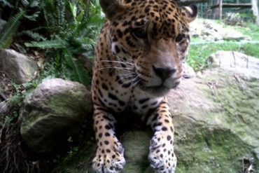 ¡MUY TRISTE! Murió Zeus, el jaguar del zoológico de Mérida: estaba con “serios problemas de salud” (+Fotos +Video)