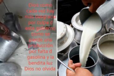 ¡TERRIBLE! El drama de los productores venezolanos: Así se perdieron 2.000 litros de leche en Zulia por caos eléctrico y falta de combustible (+Video)