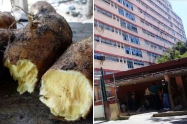 ¡LAMENTABLE! Murió niño de 2 años por consumir yuca amarga en Sucre: los padres, un hermano y dos primos también se intoxicaron (+denuncias)