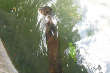 ¡LAMENTABLE! Sindicato de Inparques denuncia muerte de Kaliope, la nutria que quedaba en el Parque del Este (+Video)