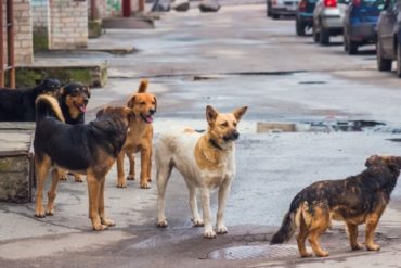 ¡SE LO EXPLICAMOS! Señalan a los perros como posible eslabón en el camino del coronavirus al primer infectado en el mundo (+Hipótesis)