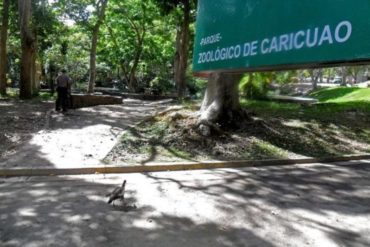 ¡QUÉ TRISTE! Vecinos de Caricuao aseguran que animales del zoológico lloran tras ser abandonados en plena cuarentena: “No hay nadie y mueren de hambre”