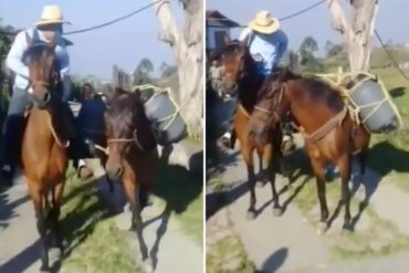 ¡DECADENCIA! A caballo trasladan la leche en Boconó por la falta de combustible (+Video)