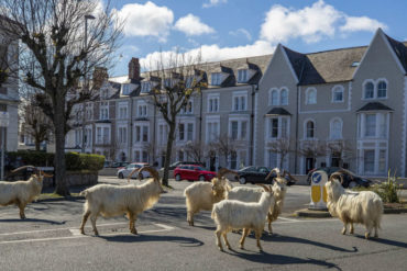 ¡INSÓLITO! Las cabras toman una ciudad de Gales en plena cuarentena (+Video)