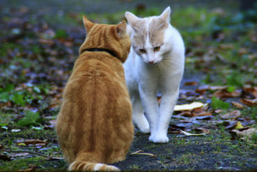 ¡DEBE SABERLO! Desmienten “exterminio” de gatos que desde hace varios años viven en el Sambil de La Candelaria: “Están buscando un nuevo hogar para ellos”