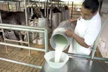 ¡TRABAJANDO A PÉRDIDA! Fedenaga reveló cuál debe ser el precio mínimo de la leche a puerta de corral