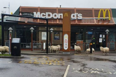 ¡NO SE LO PIERDA!  Un rebaño de ovejas aprovecha las calles vacías de Reino Unido y se congrega en un McDonald’s  (+Foto)