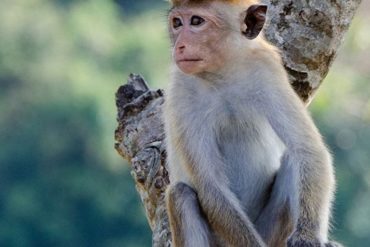 ¡IMPRESIONANTE! La foto que se viralizó de un grupo de monos en perfecto distanciamiento social (+Véala aquí)