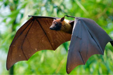 ¡LO QUE NOS FALTABA! Hallaron 6 nuevos tipos de peligrosos coronavirus en murciélagos de Birmania (+Advertencia)