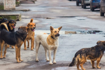 ¡LO ÚLTIMO! Estudio sugiere que perros callejeros pudieron haber sido el «animal puente» para el paso del nuevo coronavirus a los humanos