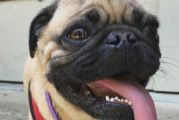 ¡ASÍ PASÓ! Un pug llamado «Winston» es el primer perro en EEUU en dar positivo para coronavirus: Tuvo leve síntomas y perdió el apetito