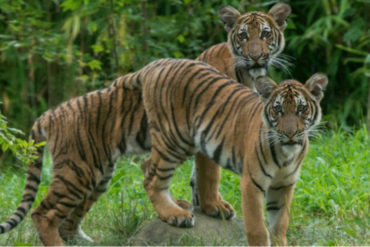 ¡NO PERDONA A NADIE! Un tigre malayo del Zoo del Bronx dio positivo para coronavirus