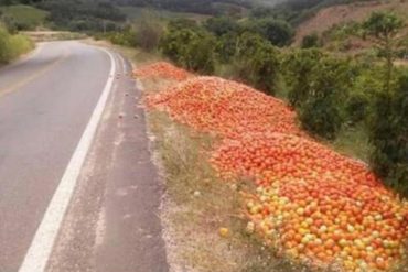 ¡PENDIENTE! Fotografía viralizada de tomates dejados en una carretera de Lara es falsa