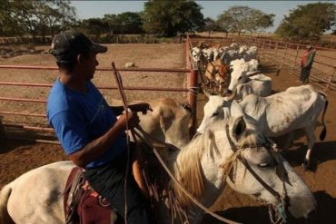 Detenida una abogada en Zulia que le “pichaba” ganaderos a una banda de extorsionadores