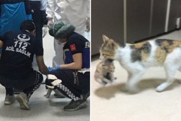 ¡CONMOVEDOR! Esta tierna gatita se apareció a una sala de urgencias de Turquía con su cachorro enfermo y enterneció a las redes (+Fotos)