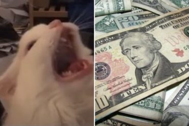 ¡SUSTO! Reaccionan las redes luego de que el dólar paralelo rompiera nuevo récord y pasara la barrera de los 2 millones