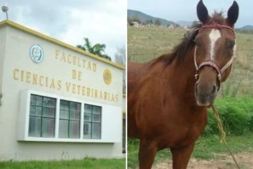 ¡GRAVE! Descuartizaron a otra yegua en la UCV Maracay: Es la sexta sometida a un acto de este tipo