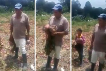 ¡PREOCUPANTE! “Aquí estamos, botando lo que sembramos porque se perdió“: agricultores denuncian pérdida de toneladas de producción por falta de recursos (+Video)