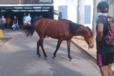 ¡SE LO MOSTRAMOS! Publican fotos de un caballo deambulando cerca de la estación del Metro de Propatria (+Imágenes)