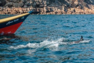 ¡QUÉ ESPECTÁCULO! La manada de delfines que capturó un grupo de pescadores de Mochima (+Video)