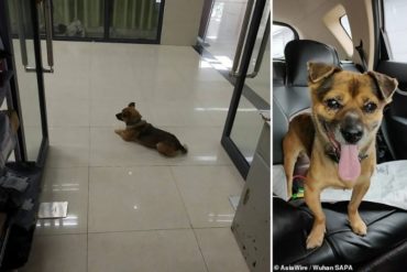 ¡MUY TRISTE! Un perro lleva 3 meses esperando en un hospital de Wuhan a su dueño fallecido por COVID-19