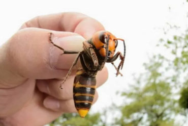 ¡TERRIBLE! El pánico por los avispones “asesinos” lleva a la matanza de abejas nativas en EEUU