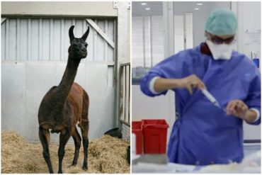 ¡DEBE SABERLO! Conoce a Winter, la llama de 4 años que podría ser la nueva esperanza contra el coronavirus: “Si funciona, merece una estatua”