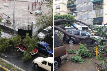 ¡PENDIENTES! Reportan árboles caídos en Bello Monte y Plaza Venezuela tras intensas lluvias en Caracas (+Fotos y videos)