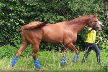 ¡LE MOSTRAMOS! “Esta Venezuela no es donde me crié”: el sentido relato del entrenador de Ocean Bay, el caballo que mataron y descuartizaron para comérselo